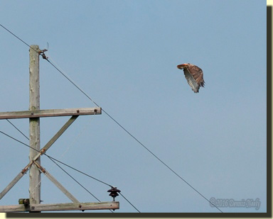 A red-tailed hawk takes wing from pole 1528.